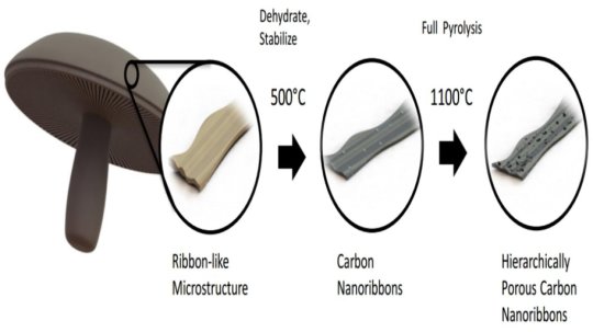 Diagram showing how mushrooms are turned into a material for battery anodes. Credit: Image courtesy of University of California - Riverside